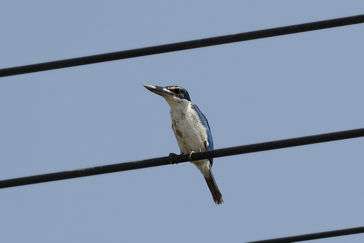 Collared Kingfisher - ML628520253