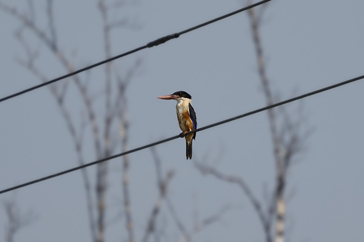 Black-capped Kingfisher - ML628520254