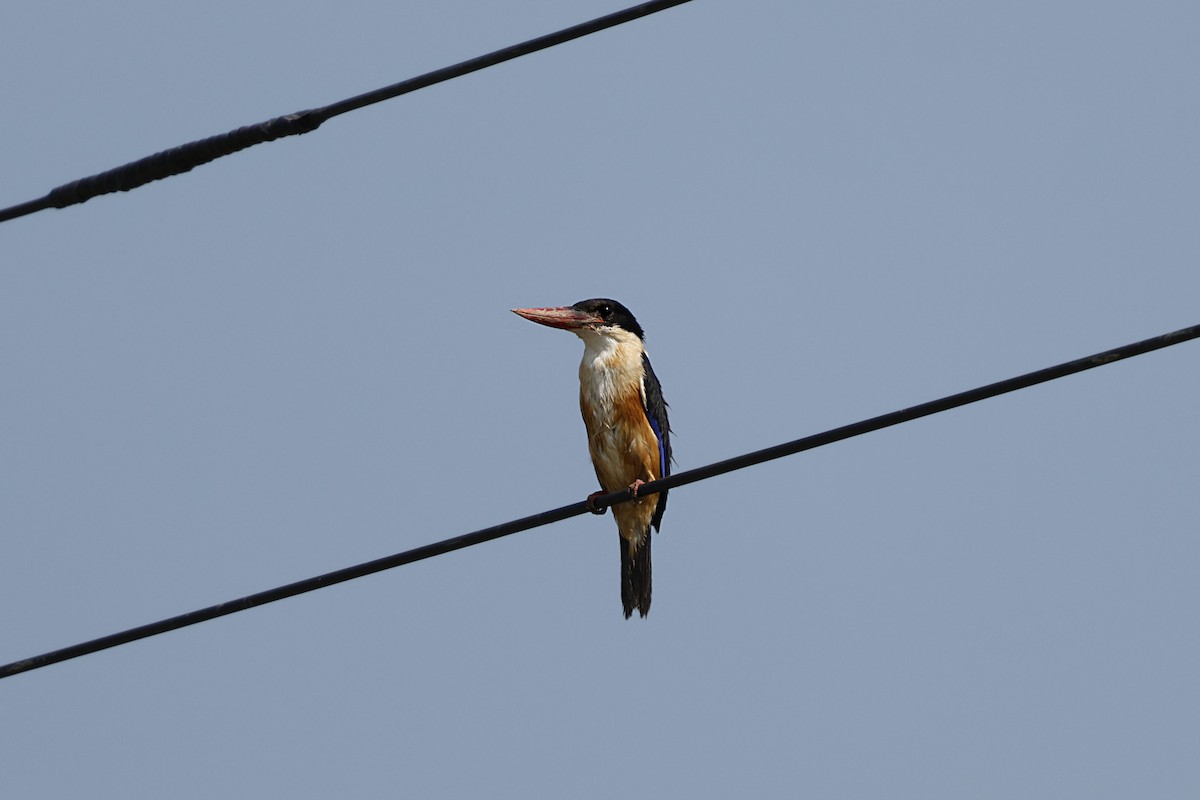 Black-capped Kingfisher - ML628520257