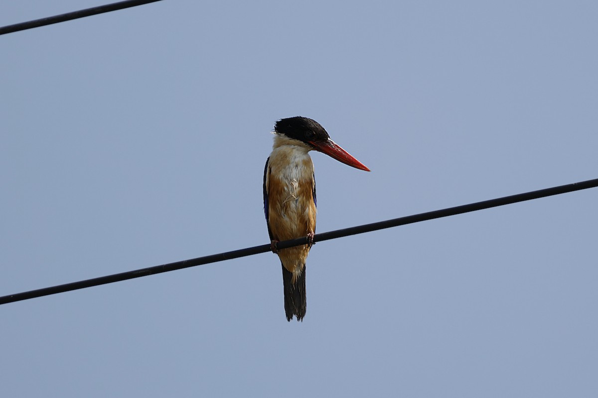 Black-capped Kingfisher - ML628520258