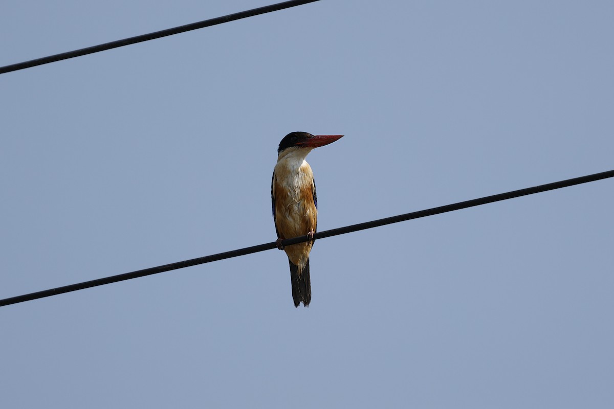 Black-capped Kingfisher - ML628520259