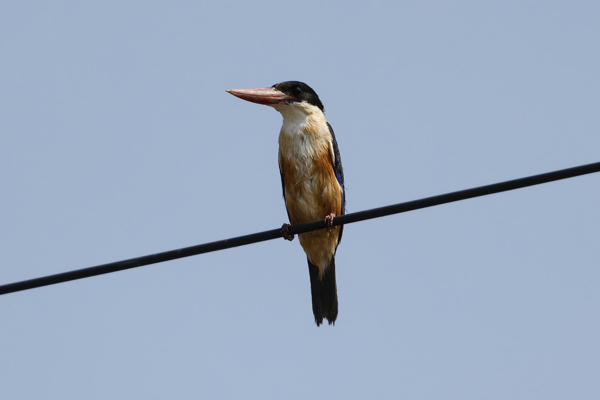 Black-capped Kingfisher - ML628520260