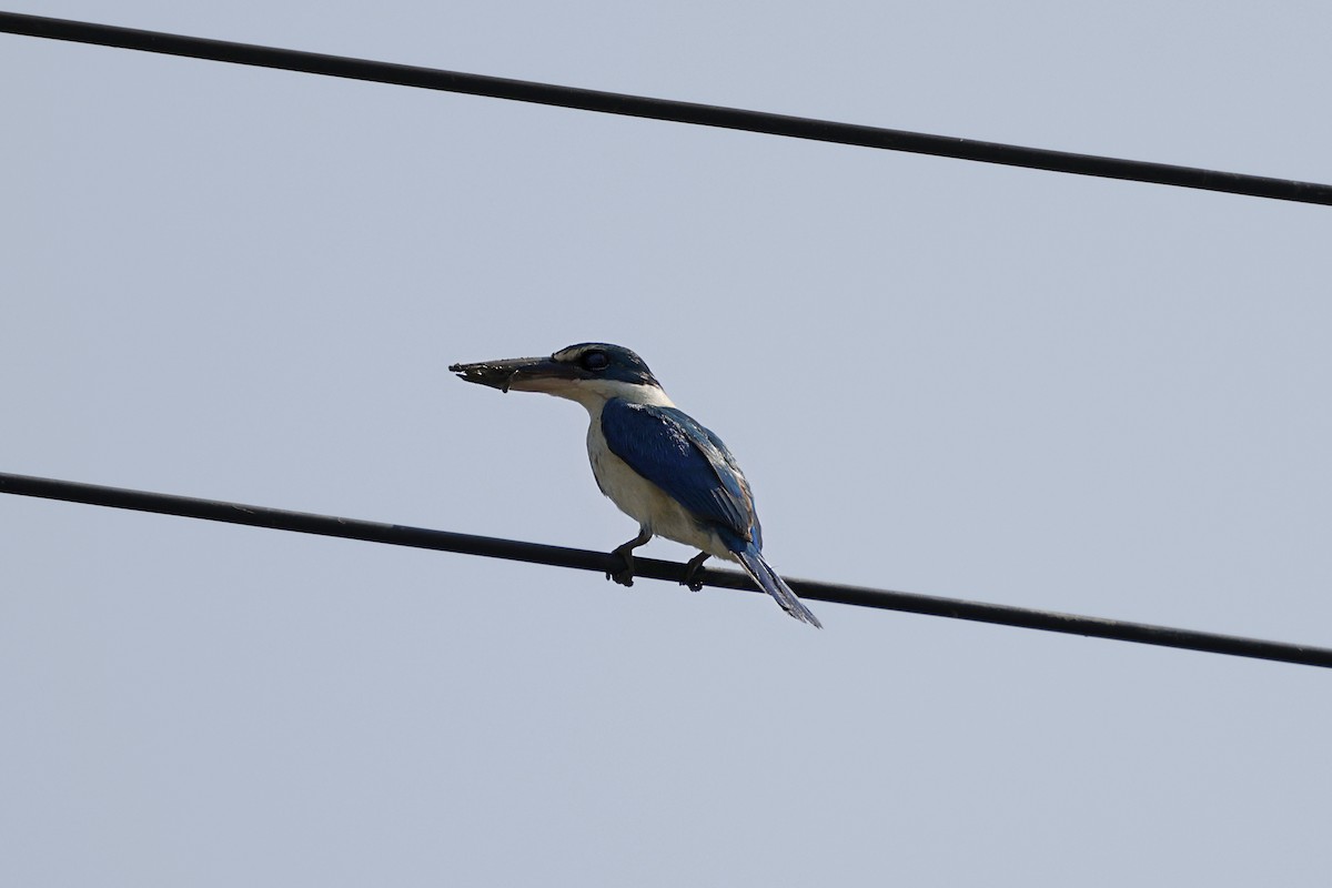 Collared Kingfisher - ML628520262