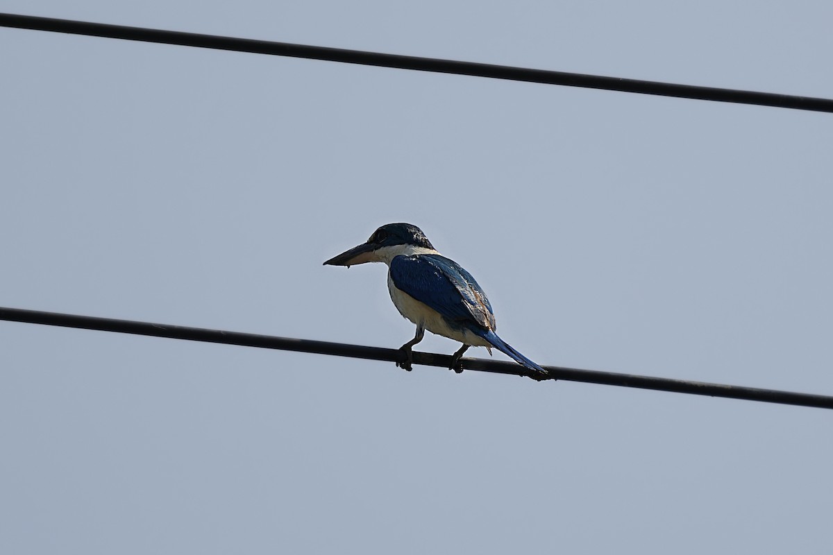 Collared Kingfisher - ML628520263