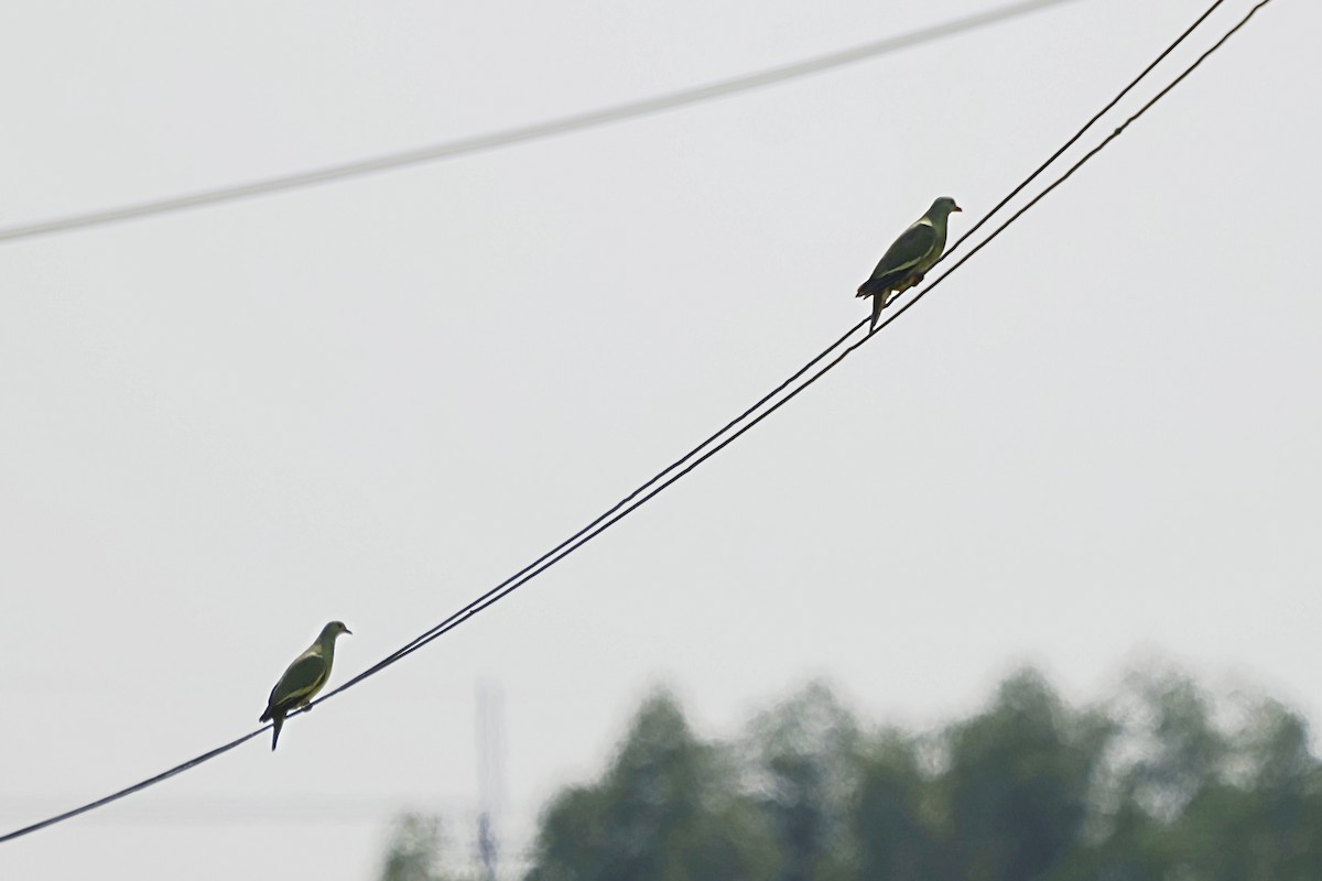 Pink-necked Green-Pigeon - ML628520264