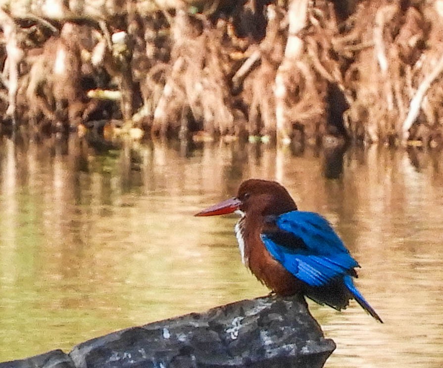 White-throated Kingfisher - ML628520503