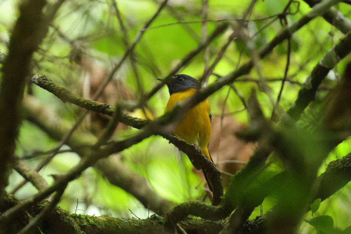 White-starred Robin - ML628520667