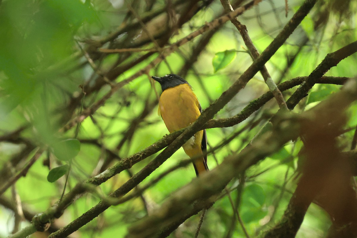 White-starred Robin - ML628520668