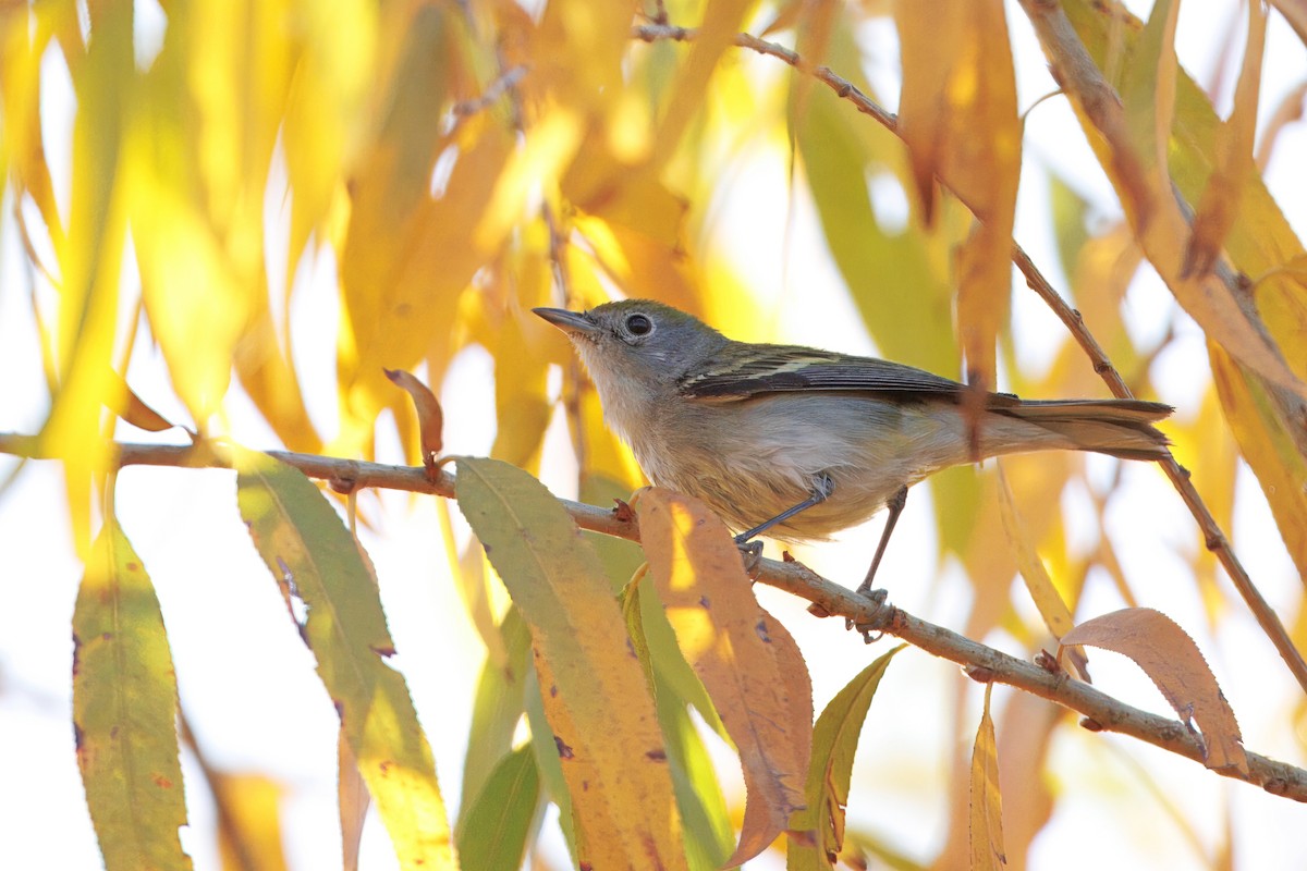 Chestnut-sided Warbler - ML628520672