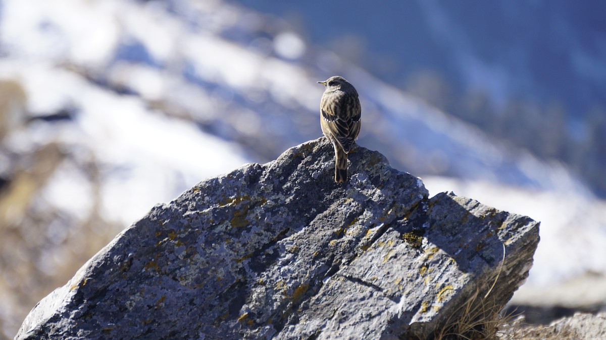 Alpine Accentor - ML628520704