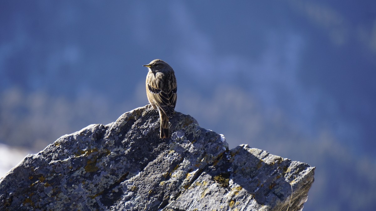 Alpine Accentor - ML628520705