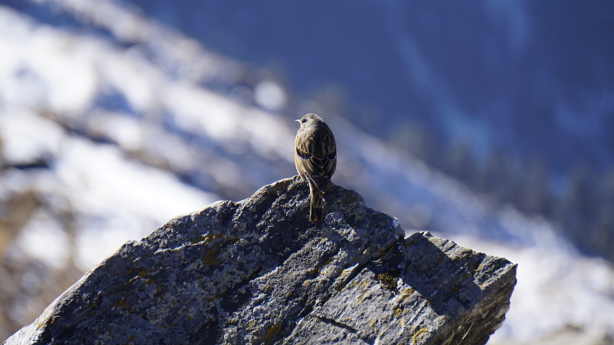 Alpine Accentor - ML628520706