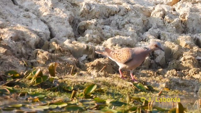 European Turtle-Dove - ML628520733