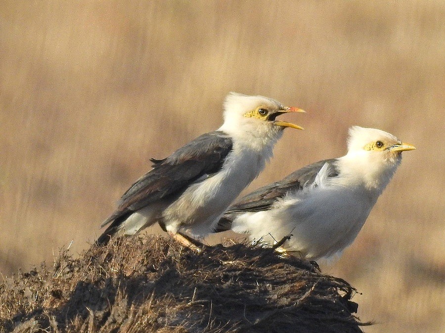 Black-winged Myna - ML628520785