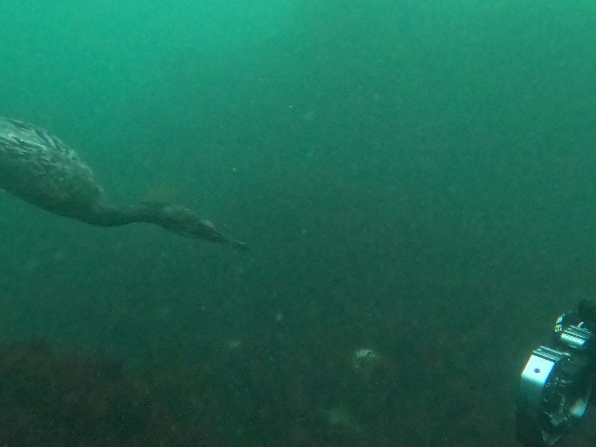 Brandt's Cormorant - ML628520826