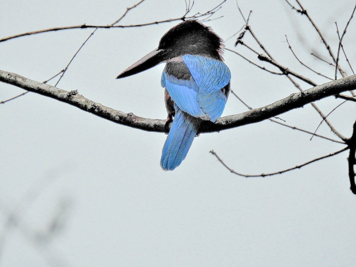 White-throated Kingfisher - ML628521047