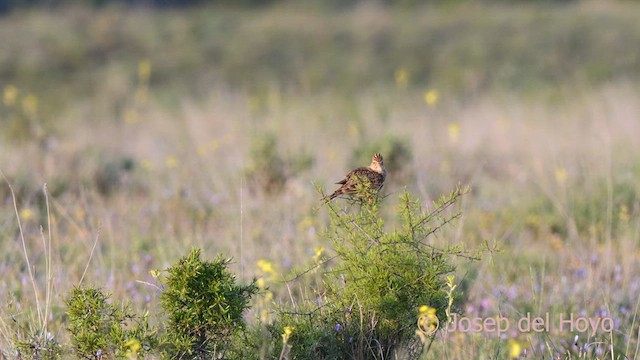 Eurasian Skylark (European) - ML628521111