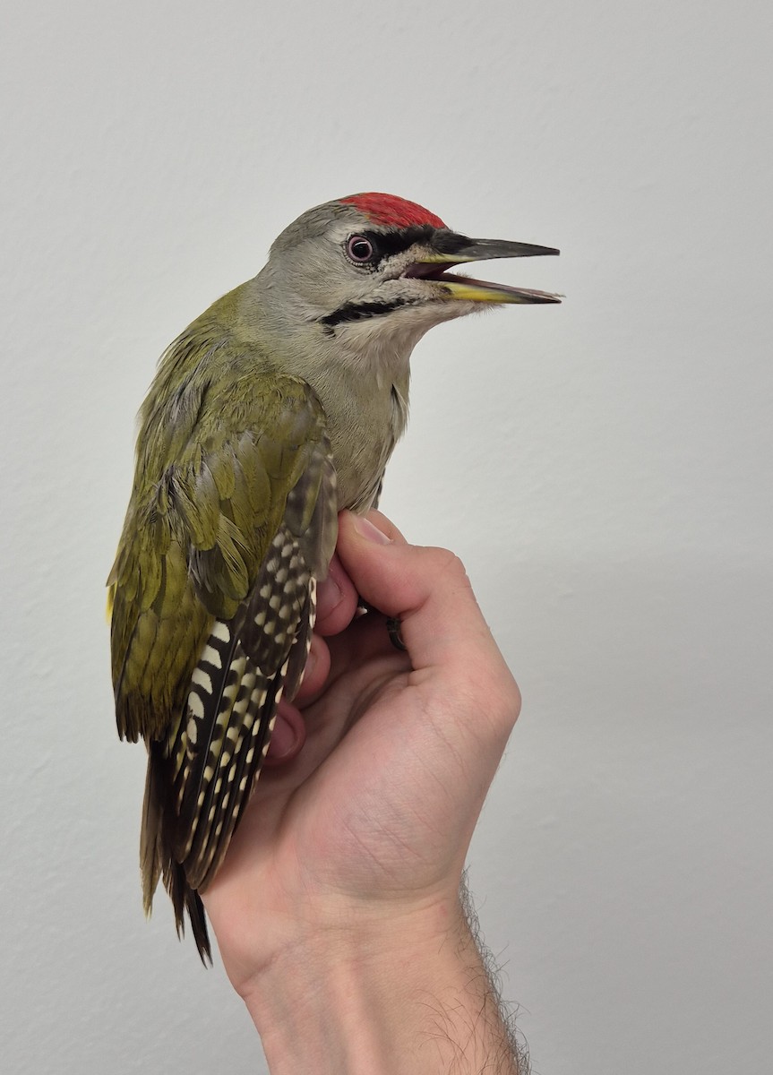 Gray-headed Woodpecker - ML628521207
