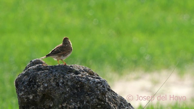 Eurasian Skylark (European) - ML628521216