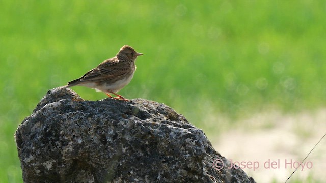 Eurasian Skylark (European) - ML628521340