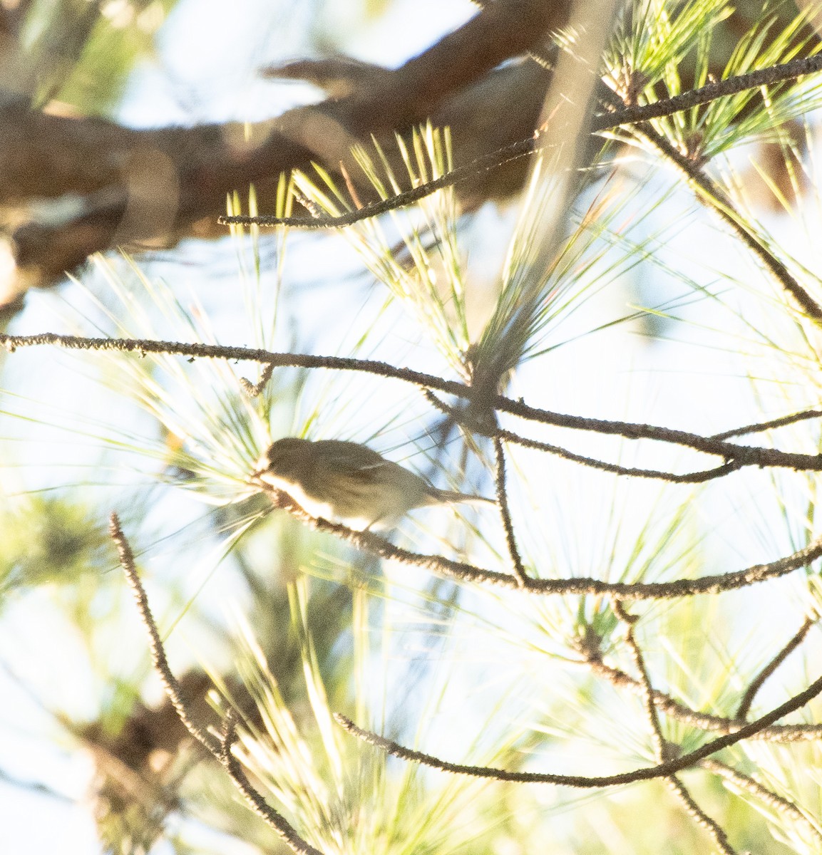 Yellow-rumped Warbler - ML628521468