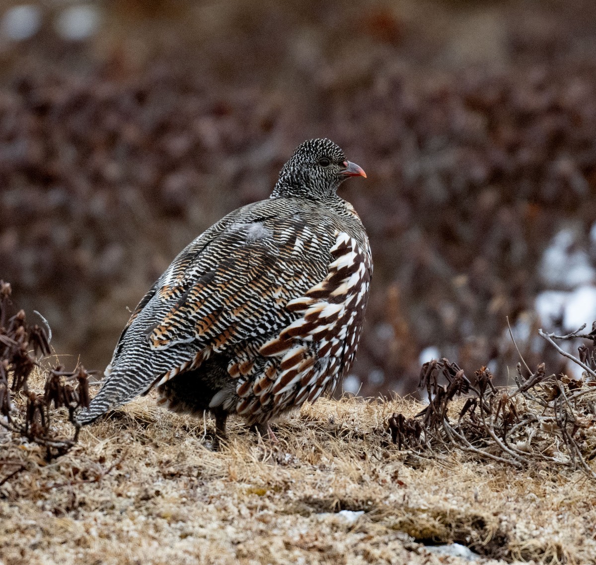 Snow Partridge - ML628521535