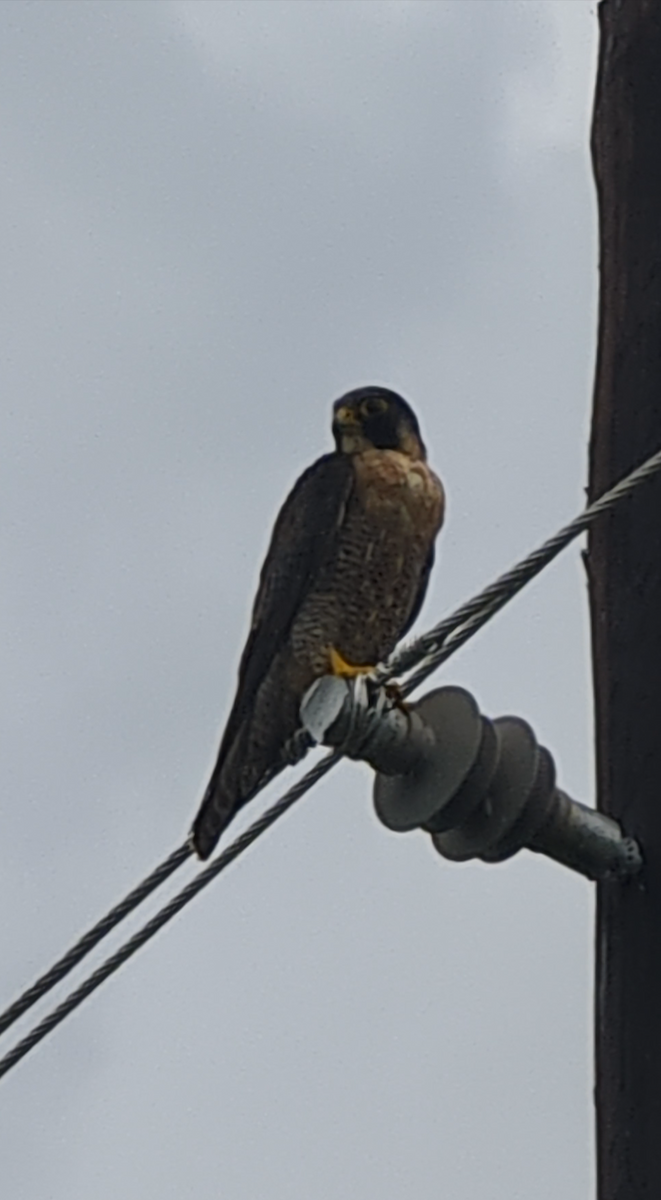 Peregrine Falcon (African) - ML628521759