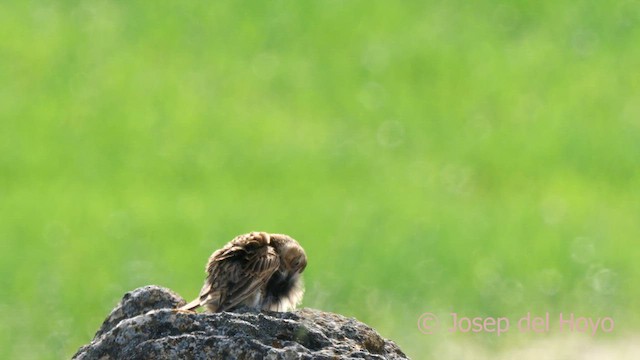 Eurasian Skylark (European) - ML628521936