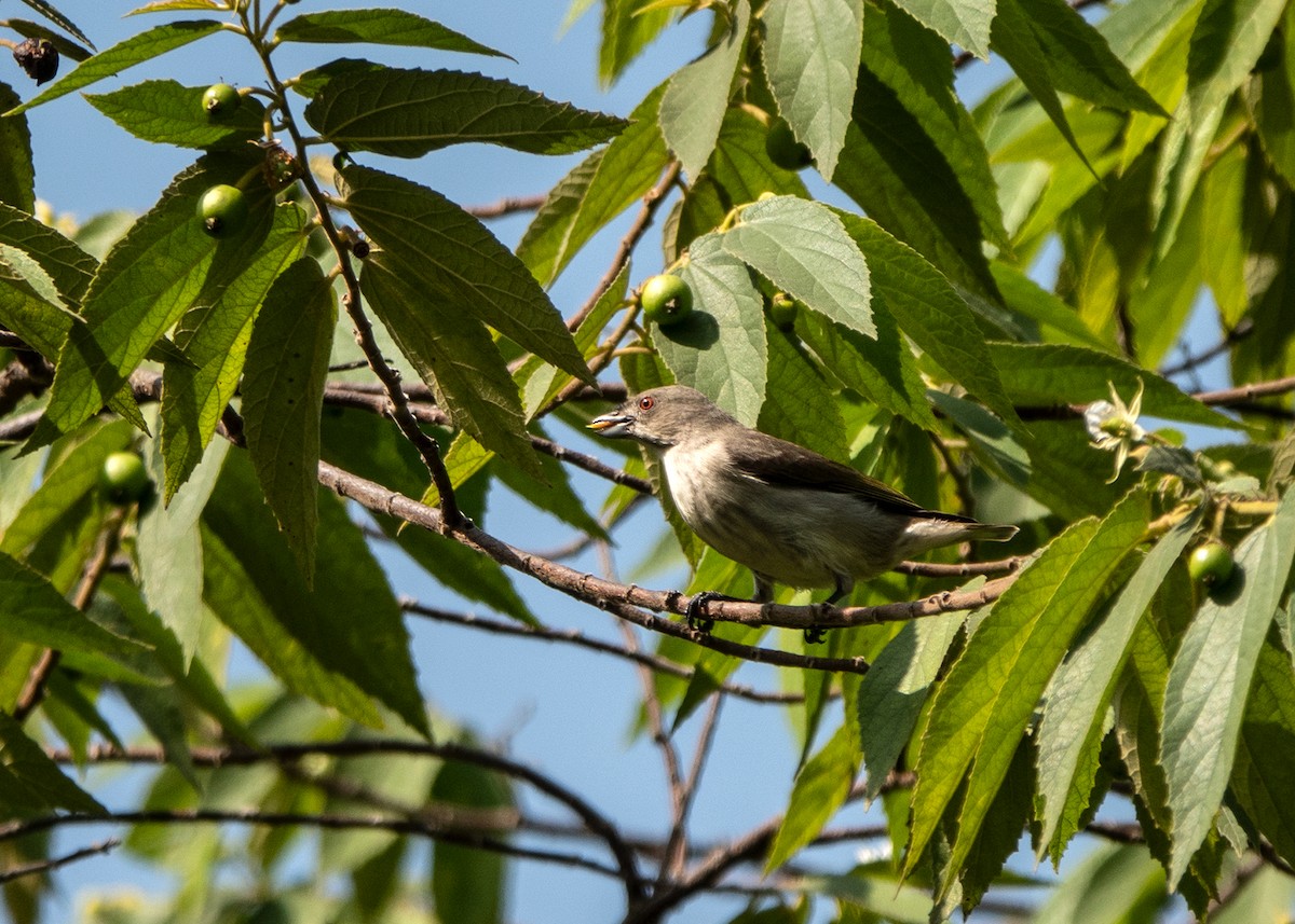 Thick-billed Flowerpecker - ML628522028