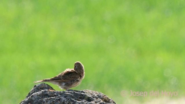 Eurasian Skylark (European) - ML628522069