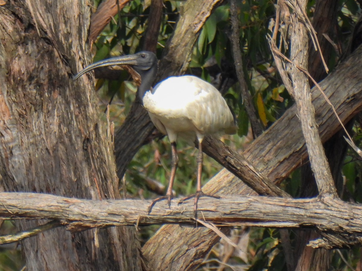Australian Ibis - ML628522123