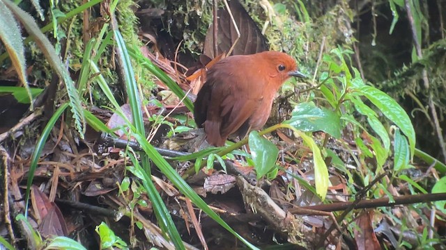 Chami Antpitta - ML628522162