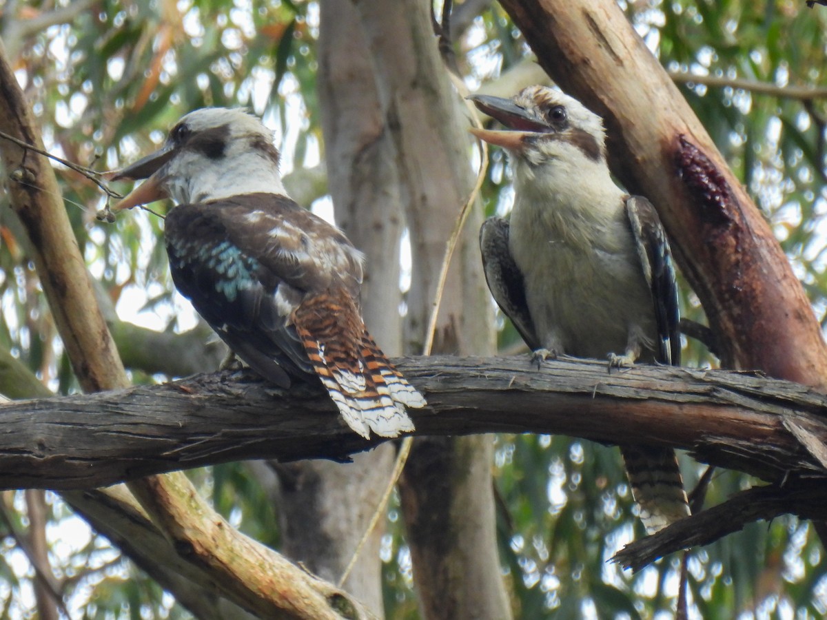 Laughing Kookaburra - ML628522171