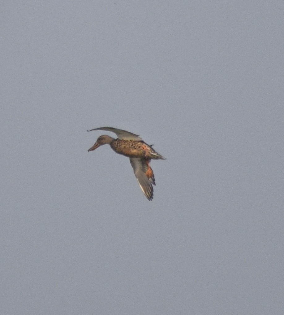 Northern Shoveler - ML628522174