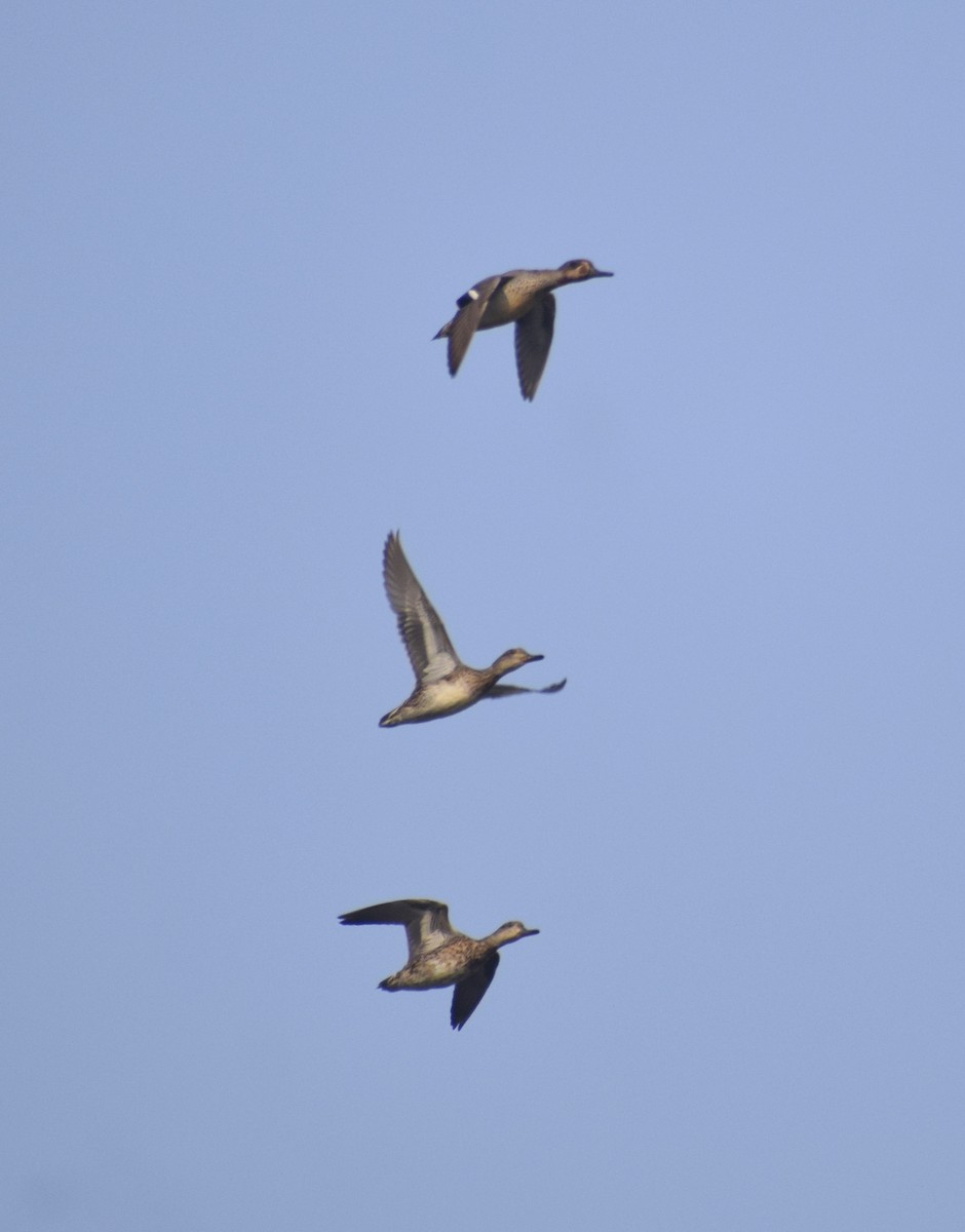 Green-winged Teal - ML628522177