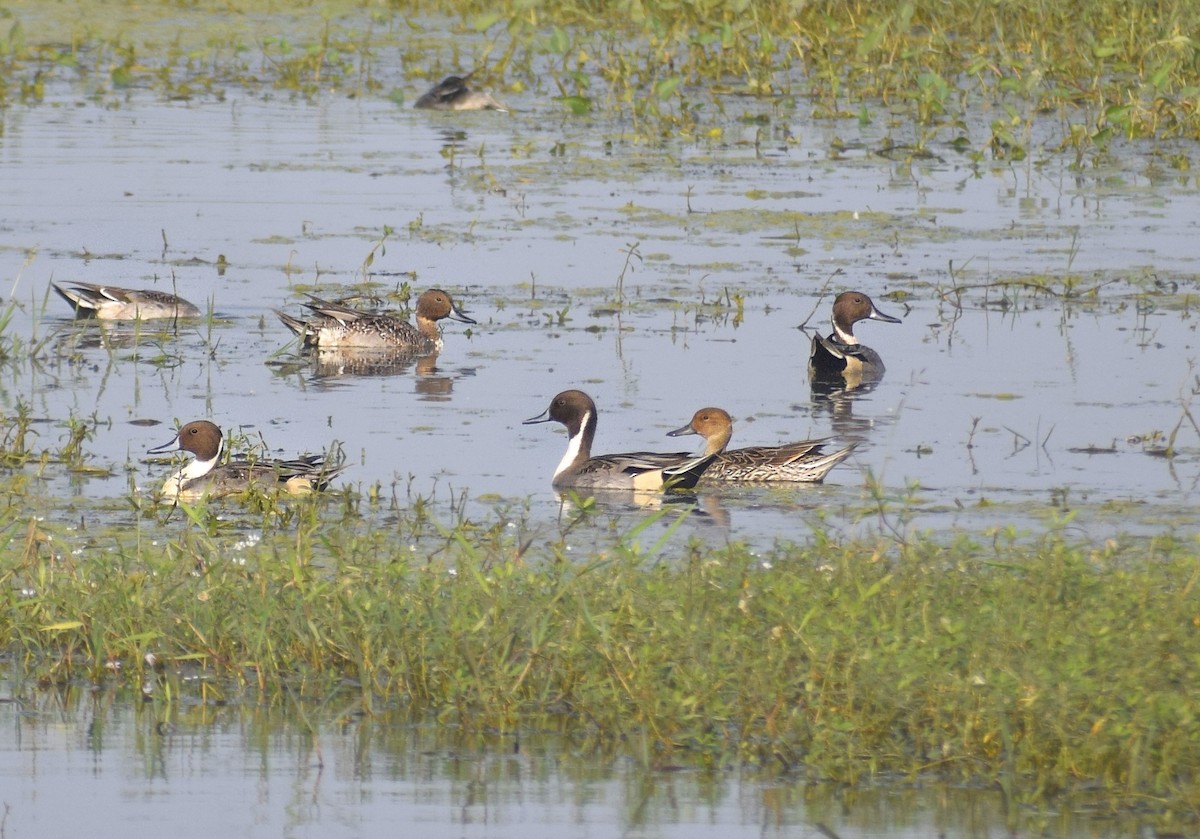 Northern Pintail - ML628522183