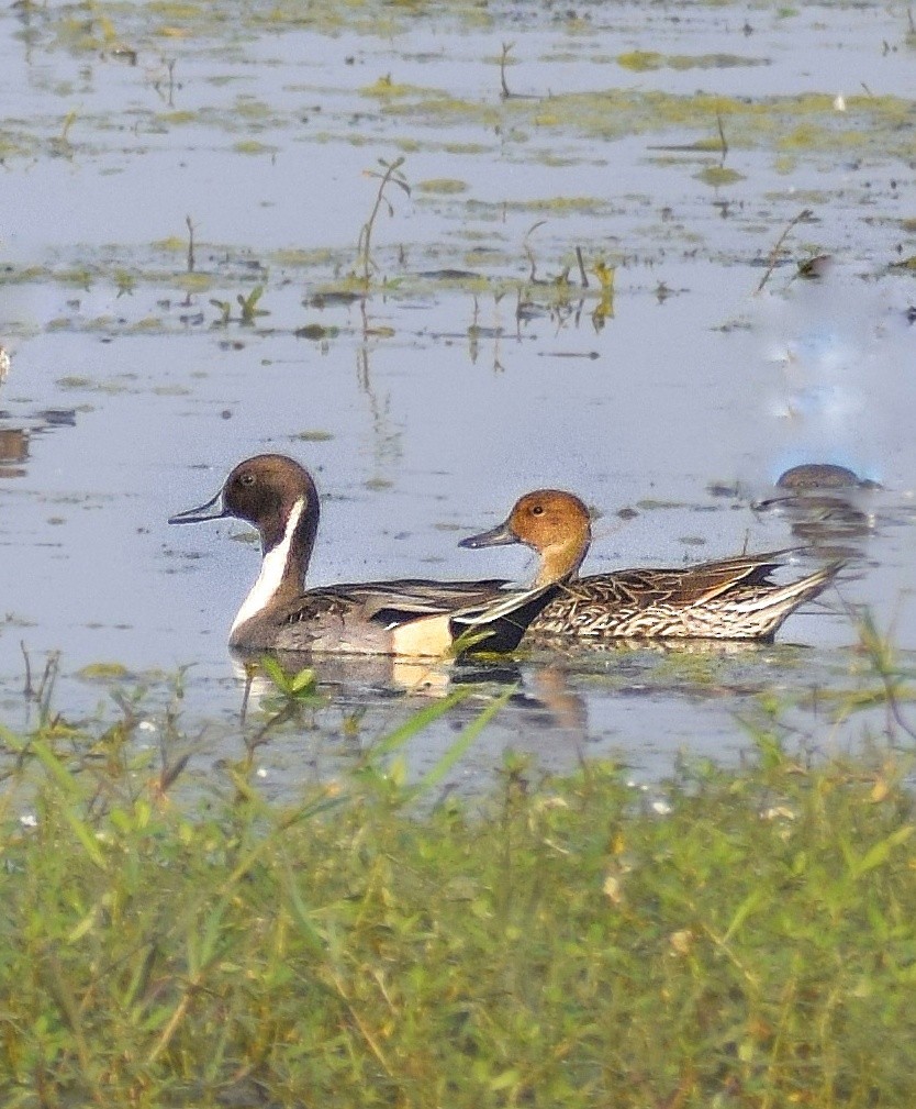 Northern Pintail - ML628522184