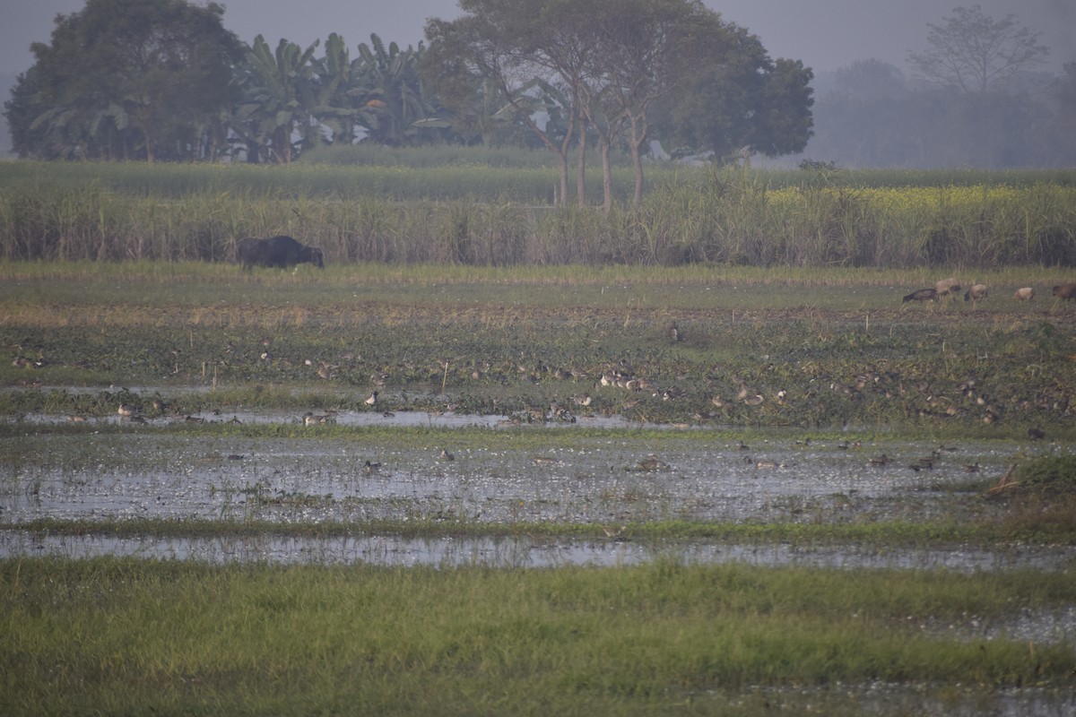 Northern Pintail - ML628522191