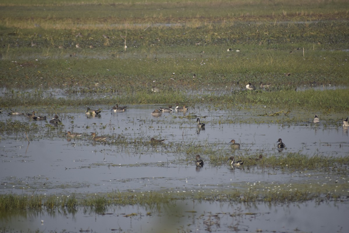 Northern Pintail - ML628522196