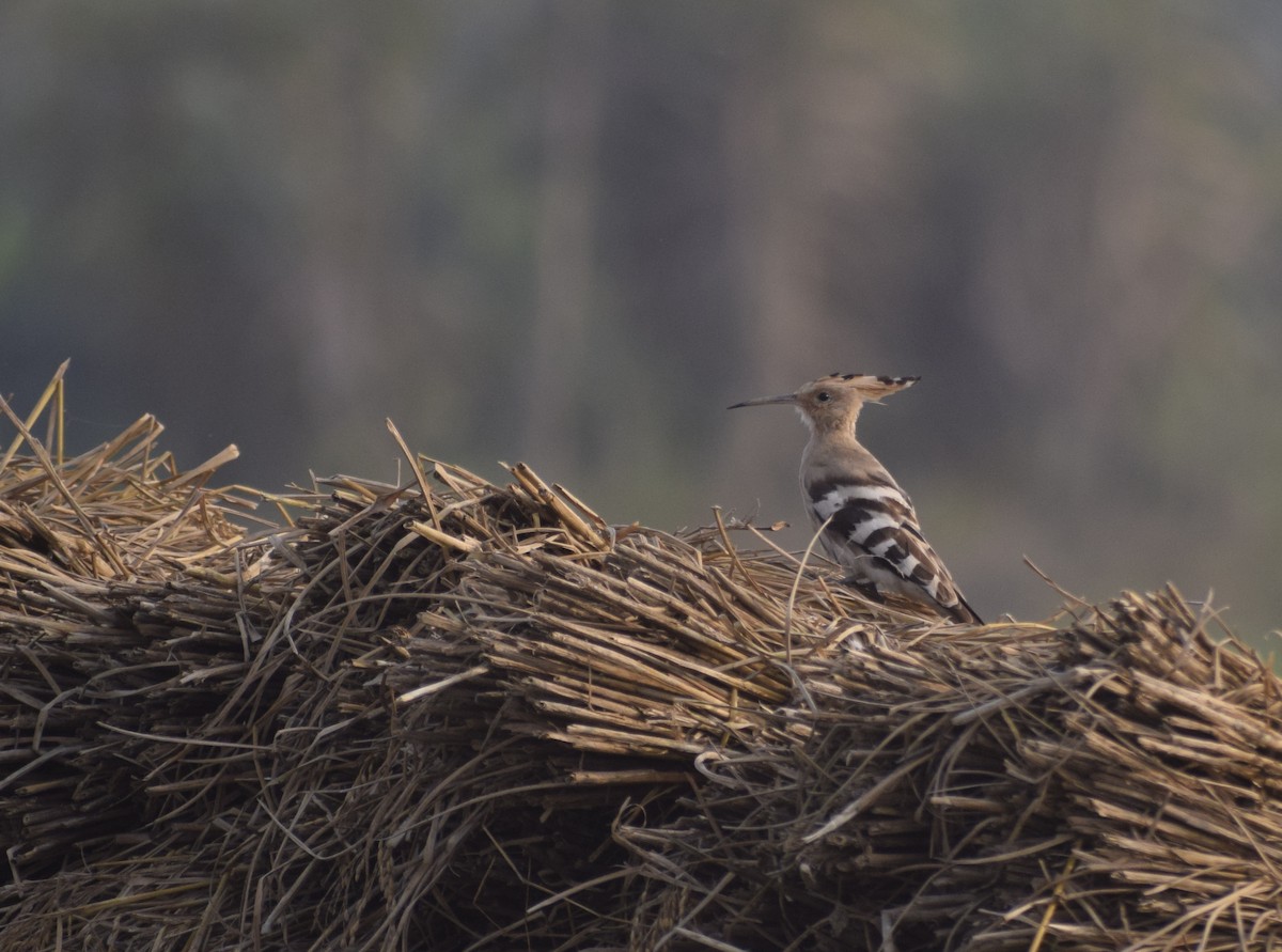 Common Hoopoe - ML628522221