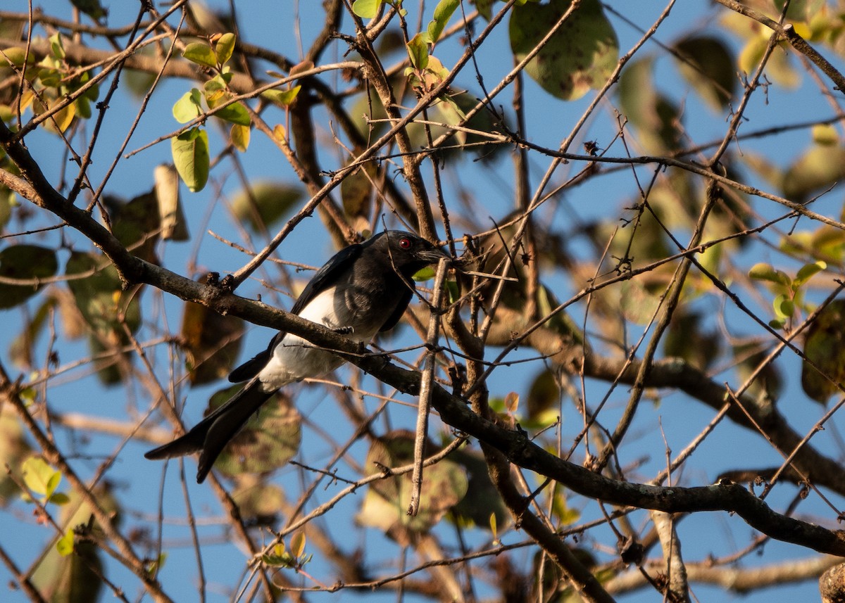 White-bellied Drongo - ML628522336