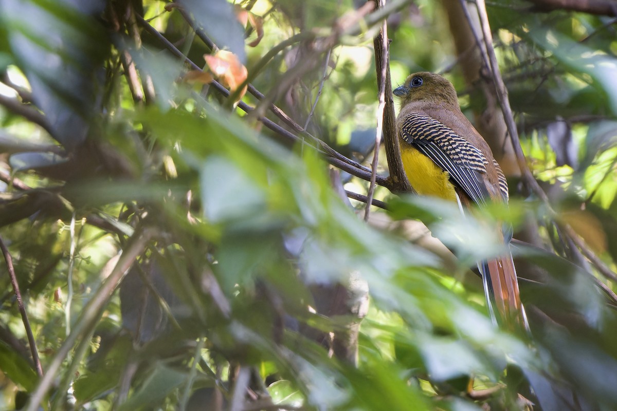 Orangebauchtrogon [dulitensis-Gruppe] - ML628522455