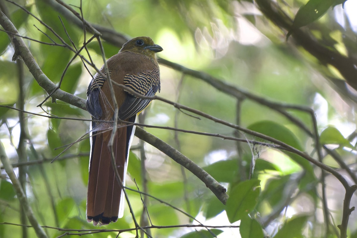 Orangebauchtrogon [dulitensis-Gruppe] - ML628522456