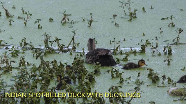 Indian Spot-billed Duck - ML628522667