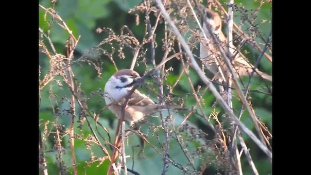 Eurasian Tree Sparrow - ML628522719