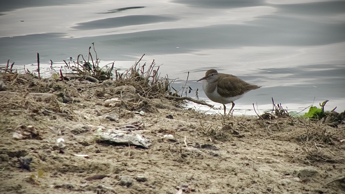 Common Sandpiper - ML628522879