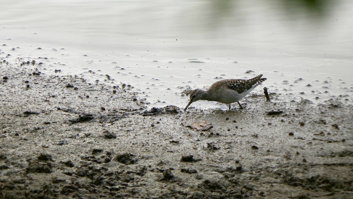 Wood Sandpiper - ML628522881