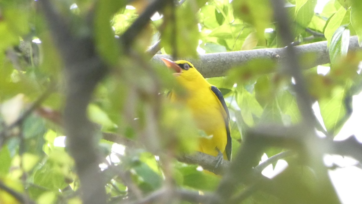 Indian Golden Oriole - ML628522891