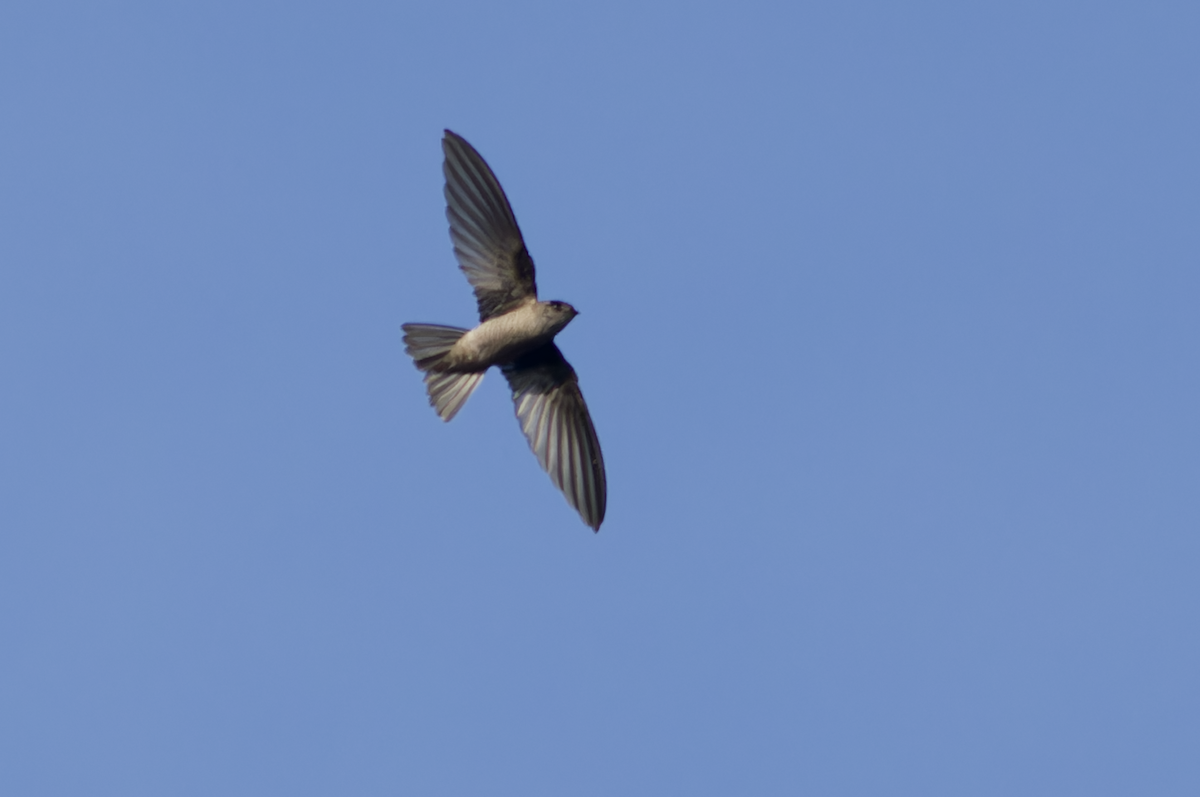 Indian Swiftlet - Kavi Nanda