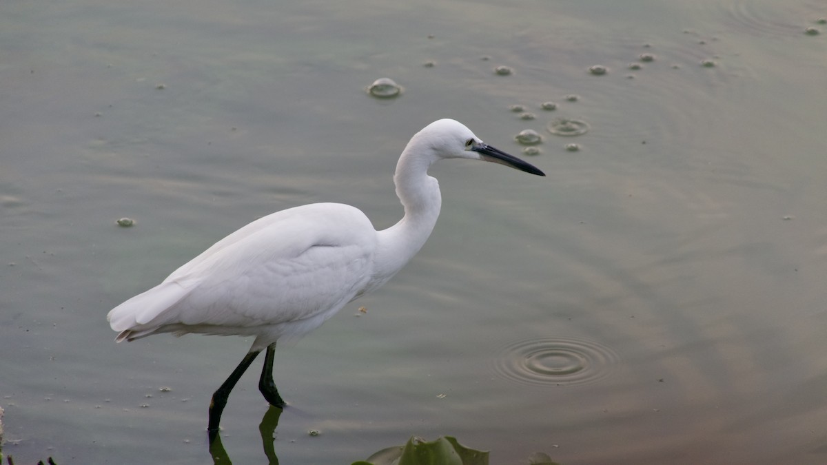 Little Egret - ML628522898